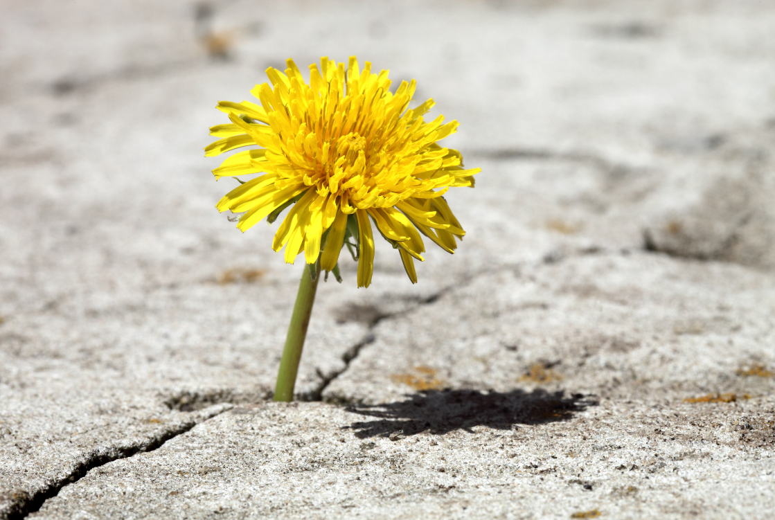 Löwenzahn 1 Aspahlt Canva