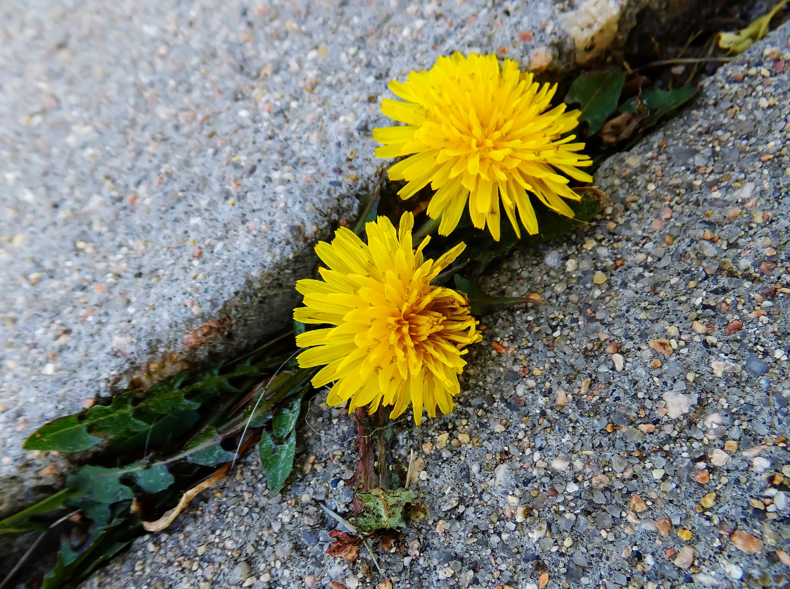 Löwenzahn 2 Asphalt