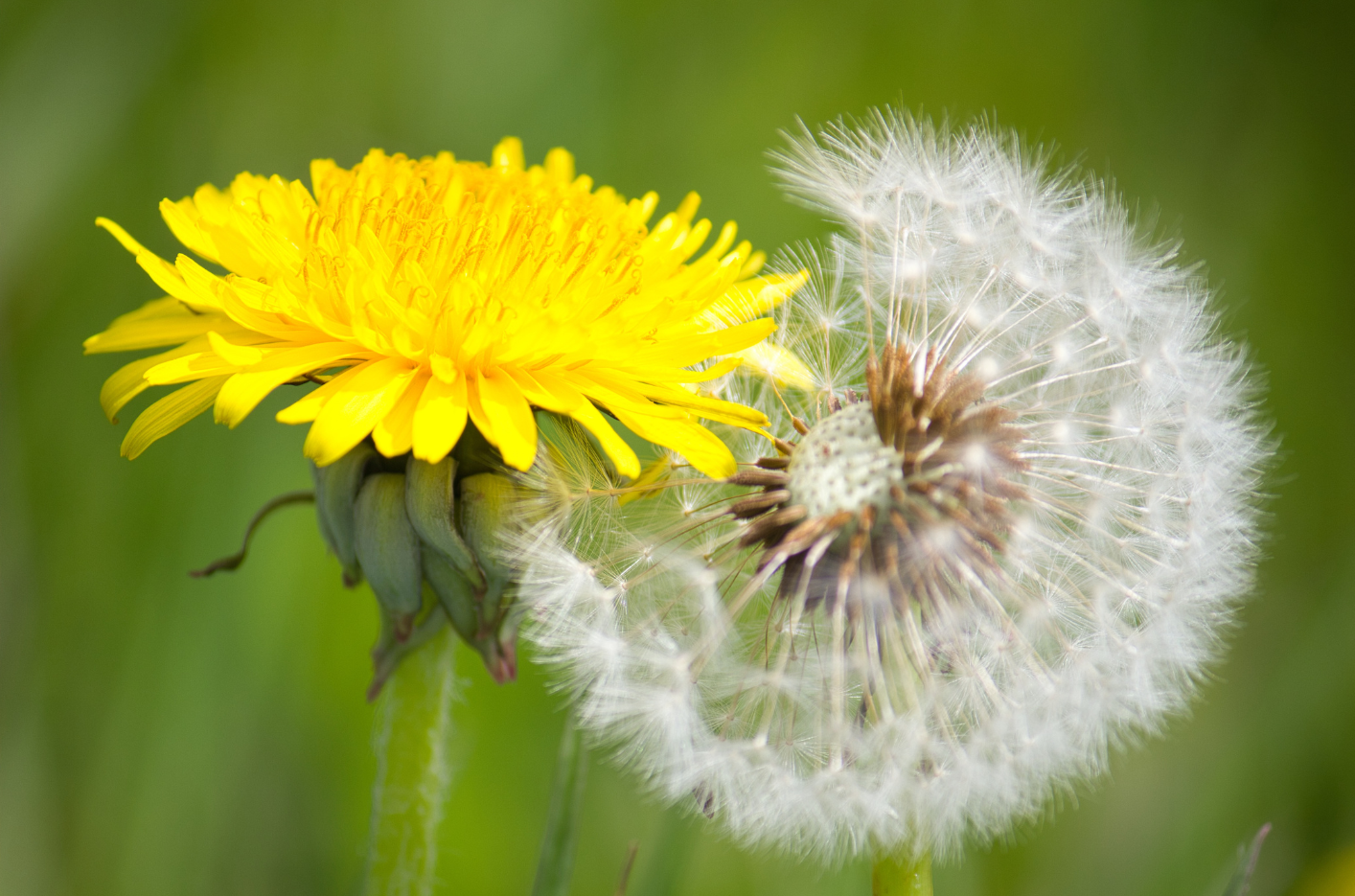 Löwenzahn samen und blume
