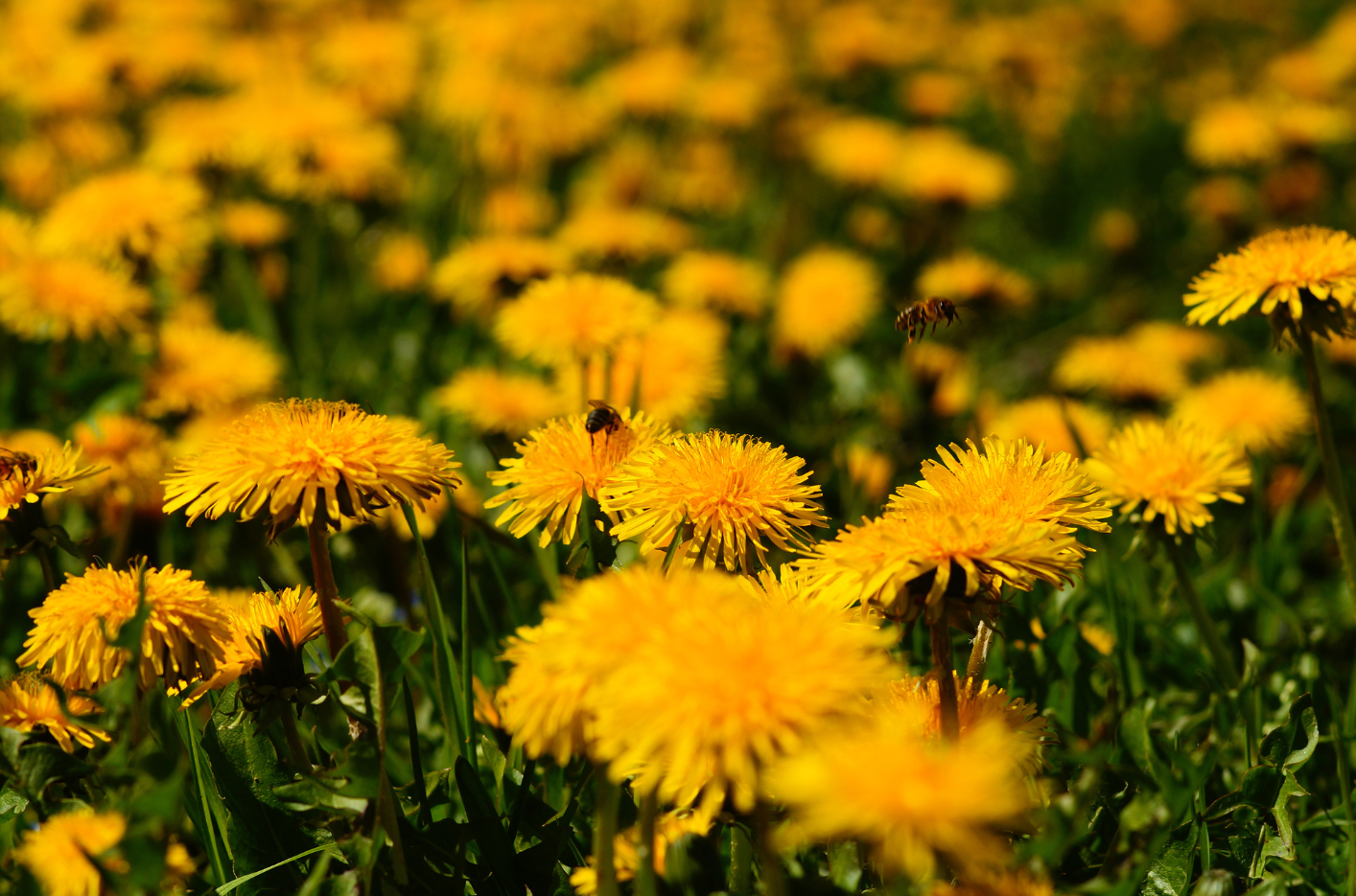 löwenzahnblüte Feld